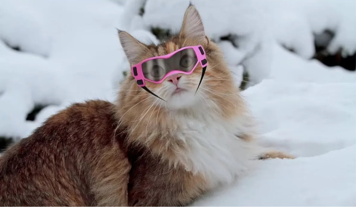 Lunettes de soleil