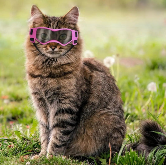 Lunettes de soleil