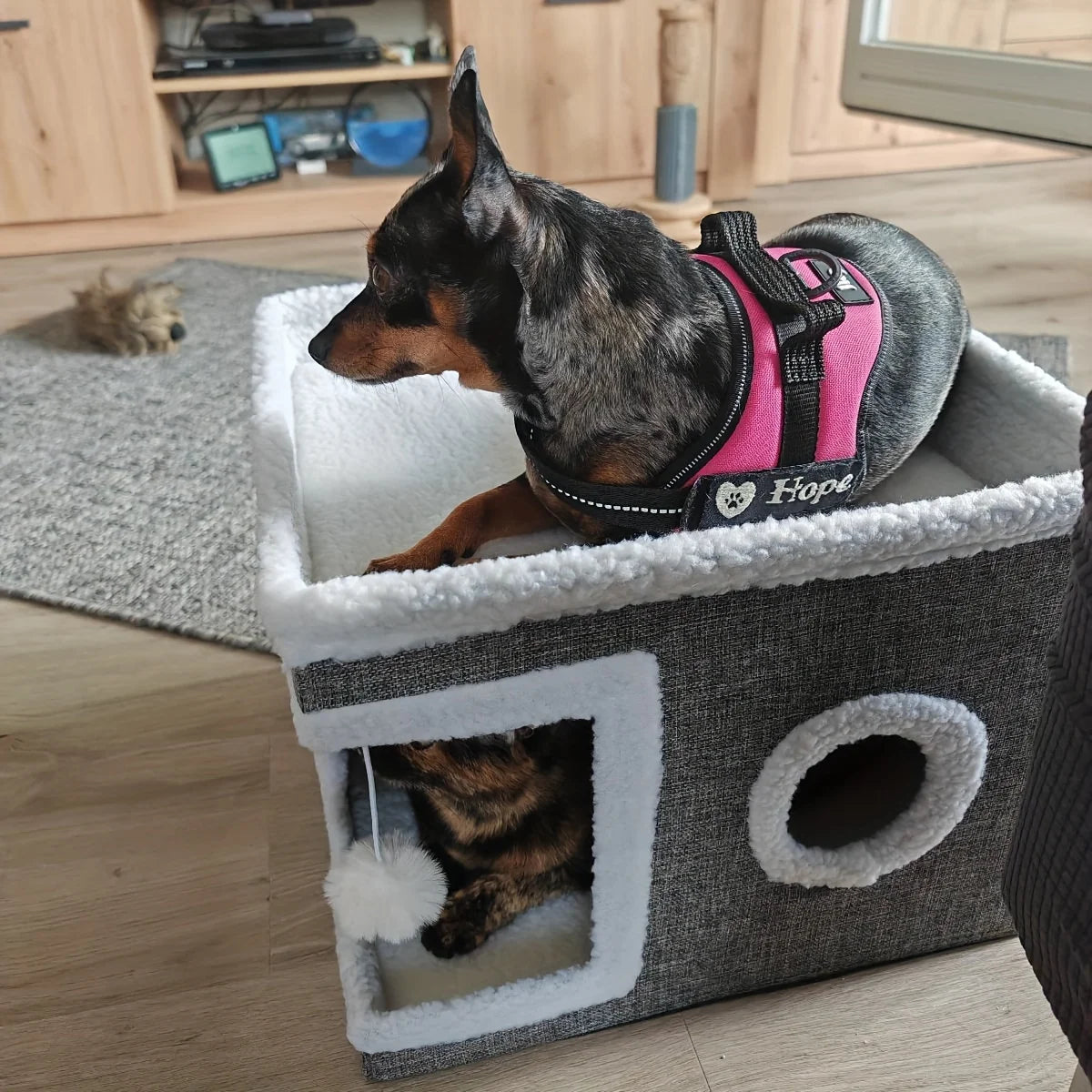 Maison confortable pour chat