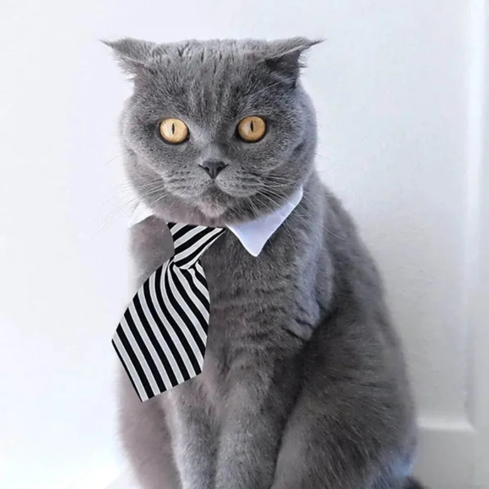 Cravate élégante pour chat